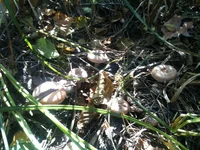 IMG_1346[1].webp
