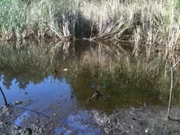 IMG_1360[1].webp