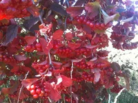 IMG_1361[1].webp