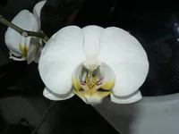  фаленопсис мини.webp