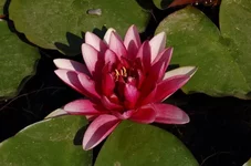 x_173ec9ab.webp