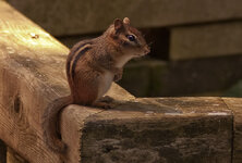 CRW_2972w.jpg