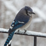 IMG_6111-1_Blue-Jay_w.jpg