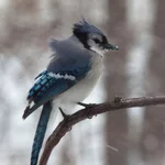 IMG_6127-1_Blue-Jay_w.webp