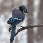 IMG_6129-1_Blue-Jay_w.jpg