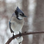 IMG_6132-1_Blue-Jay_w.jpg
