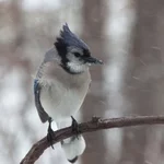 IMG_6132-1_Blue-Jay_w.webp