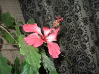 IMG_0454.webp