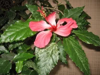 IMG_0455.jpg