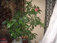 IMG_0457 (1).webp