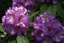 IMG_1366w.webp