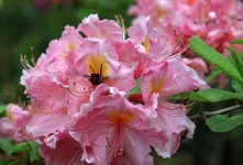 IMG_1384w.webp