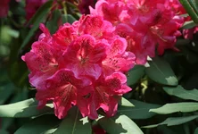 IMG_1401w.webp