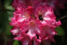 IMG_1422w.webp