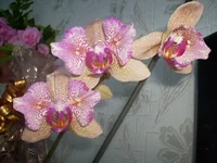 P2091854 - копия.webp