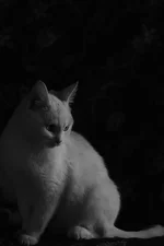 DSC_8152.jpg
