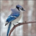 IMG_6127-1_Blue-Jay_p.webp