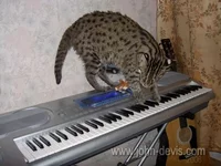 7004.webp