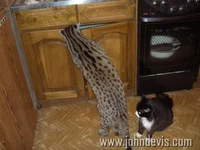 viverroviykotribolov0020.webp