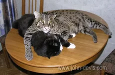 viverroviykotribolov0015.webp