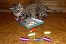 viverroviykotribolov0013.webp