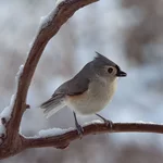 IMG_6179-1_Tifted-Titmouse-w.webp
