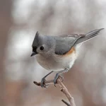 IMG_6290-1_Tifted-Titmouse-w.webp