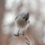 IMG_6291-1_Tifted-Titmouse-w.jpg