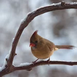 IMG_6178-1_F-Northern-Cardinal-w.webp