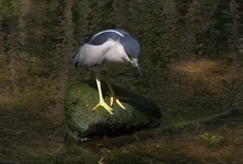 CRW_4974w.jpg