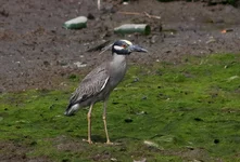 IMG_1556w.jpg