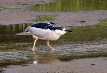 IMG_5067w.jpg