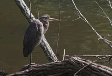 IMG_7132w.jpg