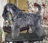 vasya1202.webp