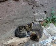 0372.webp