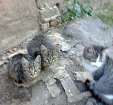 0374.webp