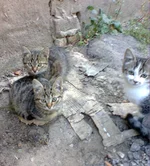 0375.webp