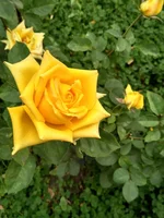 IMG_2017-09-24_123804_HDR.webp