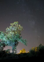 DSC_005.webp