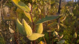 WP_20170929_010.jpg
