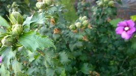 WP_20170929_016.webp