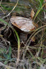 DSC_6944+.webp