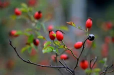 DSC_6947+.webp