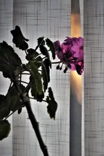 .webp