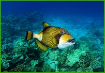 26.webp