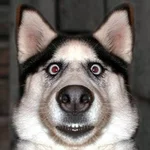  пес.webp