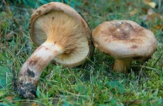 800px-Paxillus_involutus_(Batsch)_Fr_.jpg