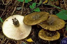 Lactarius-necator-01.webp