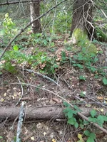 IMG_20171005_165106.webp