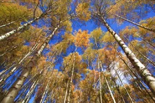 _MG_1568_березки.webp